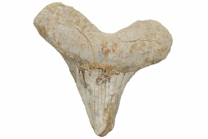 Cretaceous Ginsu Shark (Cretoxyrhina) Tooth - Kansas #211751